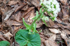 Weiße Pestwurz (Petasites albus)