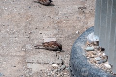 Haussperling (Passer domesticus)