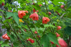 Schönmalve (Abutilon striatum)