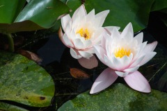 Teichrose