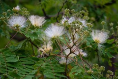 Seidenbaum (Albizia kalkora)