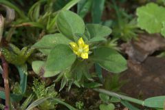 Japanischer Gilbweiderich (Lysimachia japonica)