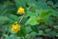 Blut-Johanniskraut (Hypericum androsaemum)