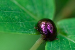 Johanniskraut-Blattkäfer (Chrysolina varians)