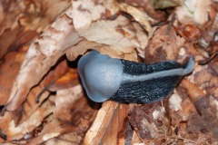 Unbekannte Schnecke