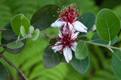 Brasilianische Guave (Acca sellowiana)