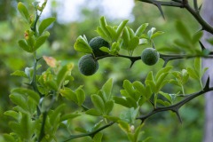 Dreiblättrige Zitrone (Poncirus trifoliata)