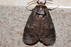 Weidenbohrer (Cossus cossus)