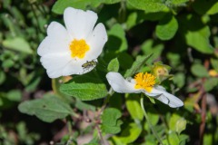 Salbeiblättrige Zistrose (Cistus salvifolius)