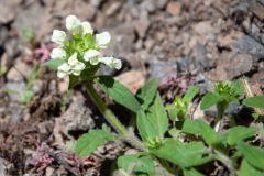Weiße Braunelle (Prunella laciniata)