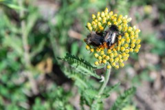 Eulasia arctos