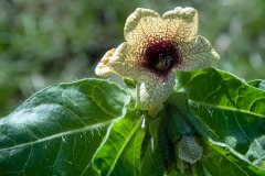 Schwarzes Bilsenkraut (Hyoscyamus niger)
