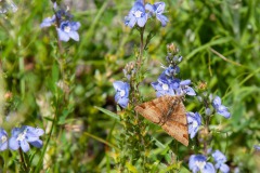 Braune Tageule (Euclidia glyphica)