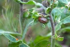 Kartoffelkäfer (Leptinotarsa decemlineata)