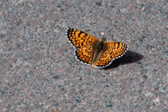 Wegerich-Scheckenfalter (Melitaea cinxia)