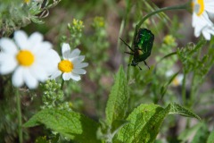 Rosenkäfer (Cetonia aurata)