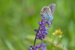 Kleiner Esparsetten-Bläuling (Polyommatus thersites)
