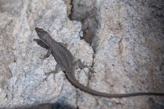 Darevskia raddei subsp. nairensis