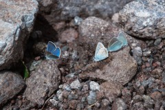 Hauhechel-Bläuling  (Polyommatus icarus) und Alexis-Bläuling (Glaucopsyche alexis)