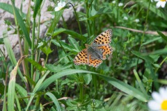 Kleiner Perlmutterfalter (Issoria lathonia)