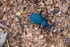 Carabus caucasicus