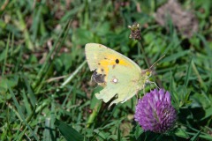 Postillion (Colias croceus)