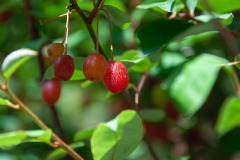 Reichblütige Ölweide (Elaeagnus multiflora)