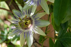 Blaue Passionsblume (Passiflora caerulea)