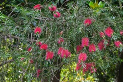 Karminroter Zylinderputzer (Callistemon citrinus)