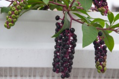 Amerikanische Kermesbeere (Phytolacca americana)