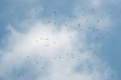 Wespenbussarde (Pernis apivorus)