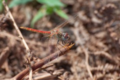 Frühe Heidelibelle (Sympetrum fonscolombii)