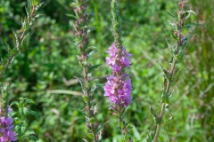 Blut-Weiderich (Lythrum salicaria)