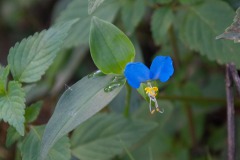 Tagblume (Commelina communis)