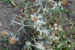 Strand-Mannstreu (Eryngium maritimum)