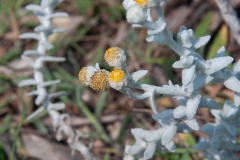 Schneeweiße Strandfilzblume (Otanthus maritimus)