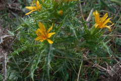Spanische Golddistel (Scolymus hispanicus)
