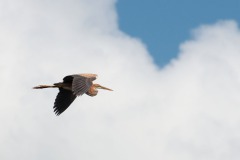Purpurreiher (Ardea purpurea)