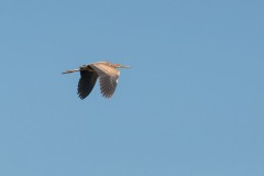Purpurreiher (Ardea purpurea)