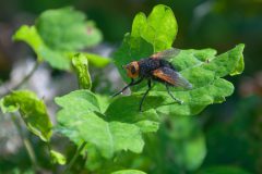 Große Raupenfliege (Tachina grossa)