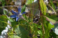 Sommer-Enzian (Gentiana septemfida)