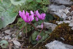 wahrscheinlich Cyclamen colchicum