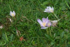 Herbstzeitlose (Colchicum autumnale)