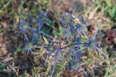Eryngium caucasicum