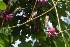 Pueraria montana var. lobata