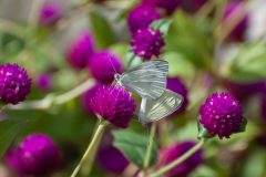 Großer Kohlweißling (Pieris brassicae) auf Kugelamarant (Gomphrena globosa)