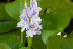 Dickstielige Wasserhyazinthe (Eichhornia crassipes)