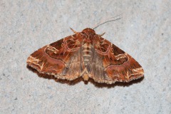 Adlerfarneule (Callopistria juventina)