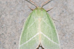 Jägerhütchen (Pseudoips prasinana)