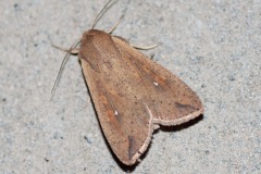 Gepunktete Wandereule (Mythimna unipuncta)